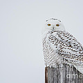 Snowy Owl Perfection
