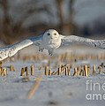 Snowy Owl Wingspan