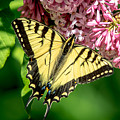 Butterfly Perfection
