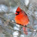 Close up Cardinal